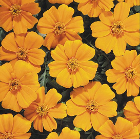 Тагетес отклоненный 'Диско Оранж'