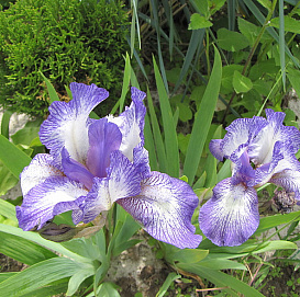 Ирис карликовый (гибридный) 'Петит Полька'