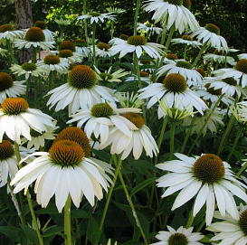 Эхинацея пурпурная 'Лаки  Стар'