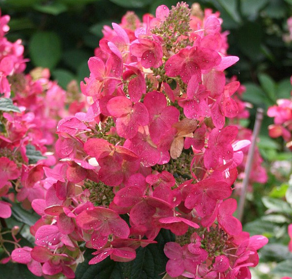 Гортензия метельчатая 'Мега Минди'