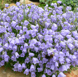 Семена Колокольчик