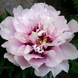 Пион Ито-гибрид 'Кора Луиза' (светло розовый)