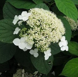 Гортензия древовидная 'Уайт Дом'