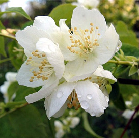 Чубушник виргинский 'Джустинка'