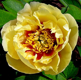 Пион Ито-гибрид 'Бордер Чарм' (желтый)