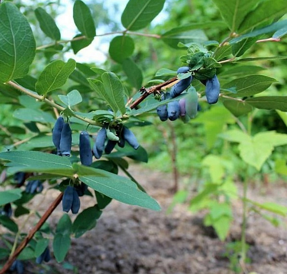 Жимолость съедобная 'Динго'