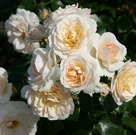 Роза 'Сириус' (флорибунда) (персиково - кремовая)