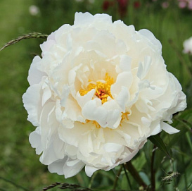 Пион молочноцветковый 'Воудж' (белый)