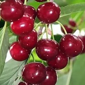 Вишня обыкновенная 'Гриот Мичуринский'