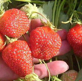 Земляника (клубника) 'Гирлянда' (ремонтантная)