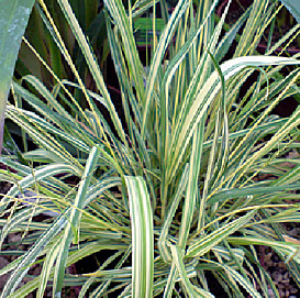 Молиния голубая 'Вариегата'