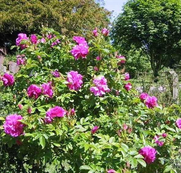 Роза морщинистая