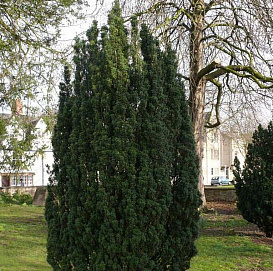 Тис средний 'Себиан'