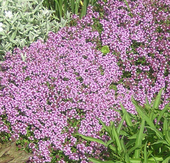 Тимьян обыкновенный 