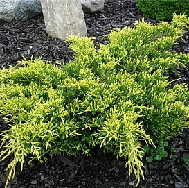 Можжевельник средний 'Голдкиссен'