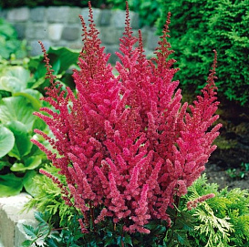 Астильба Арендса 'Мэгги Дэлей' (темно - гранатовый)