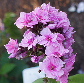 Флокс метельчатый 'Зенобия'