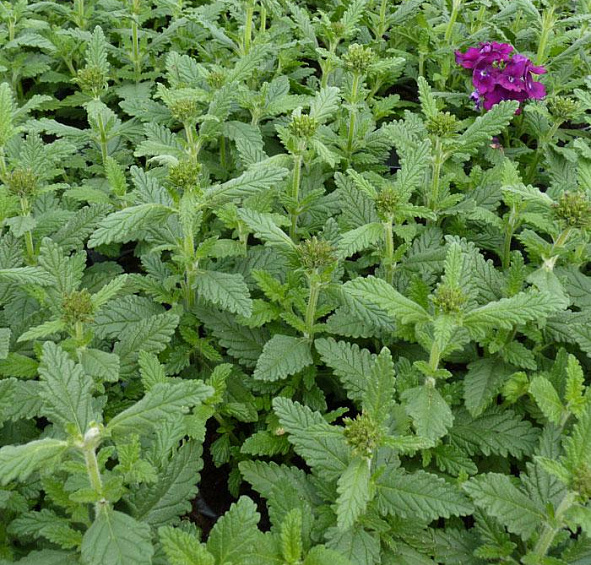 Вербена гибридная Кварц Ред виз Ай (Quartz Red with Eye)