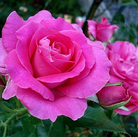 Роза 'Ману Мейян' (флорибунда) (малиновая)