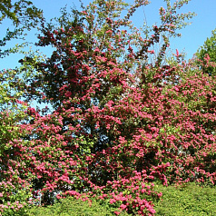 Боярышник обыкновенный