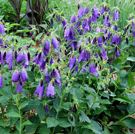 Колокольчик гибридный 'Сарастро'