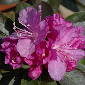 Рододендрон каролинский (азалия) 'Пи.Джей.Мезит' (рубиново-розовый)