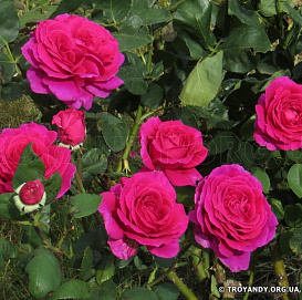 Роза 'Жорианда' (чайно-гибридная) (розовая)