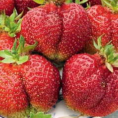 Земляника (клубника) 'Богема'