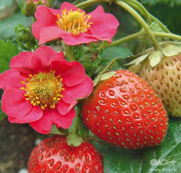 Земляника (клубника) 'Всемирный Дебют'