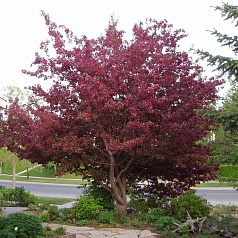 Яблоня декоративная 'Роялти'