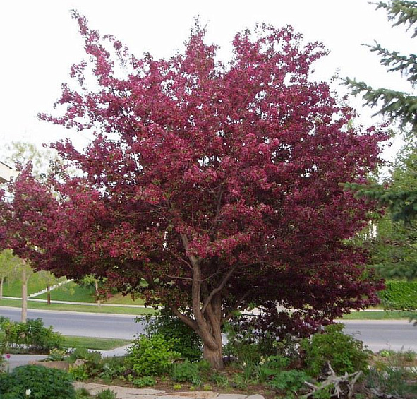 Яблоня декоративная 'Роялти'