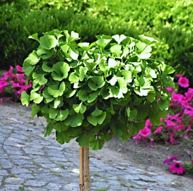 Гинкго билоба 'Марикен'