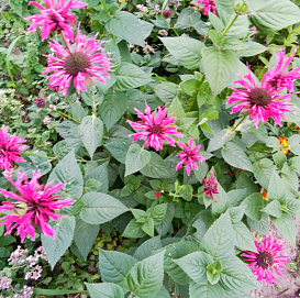 Монарда двойчатая (гибридная) 'Расбери Вайн'