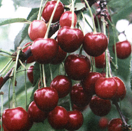 Вишня обыкновенная 'Жуковская'