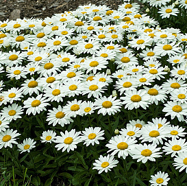 Нивяник наибольший 'Мадонна'