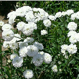 Тысячелистник птармика 'Жемчужница'