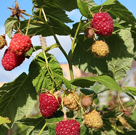 Малина 'Делнива'