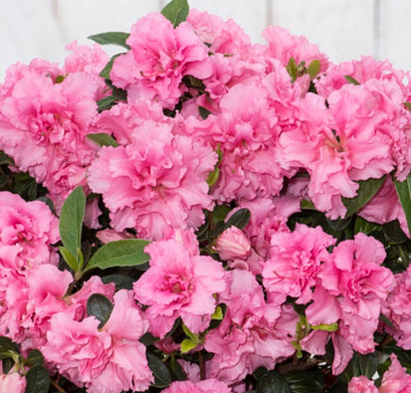 Рододендрон гибридный (азалия) 'Блум Чемпион' (розовая)