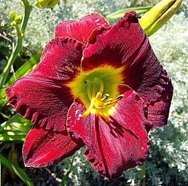 Лилейник гибридный 'Рейн Данс'