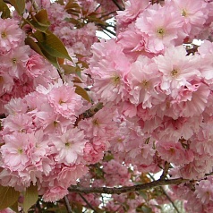 Вишня мелкопильчатая (сакура) 'Канзан'