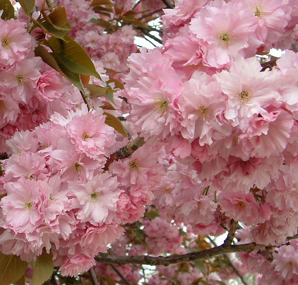 Вишня мелкопильчатая (сакура) 'Канзан'