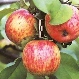 Яблоня домашняя 'Орлинка'