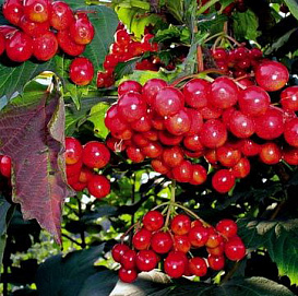 Калина обыкновенная 'Заветная'