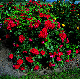 Роза 'Хансаланд ' (флорибунда)(красная)