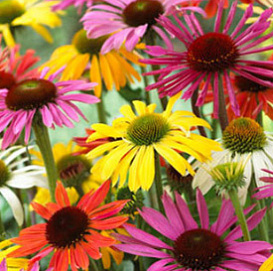 Эхинацея гибридная 'Чеен Спирит микс'
