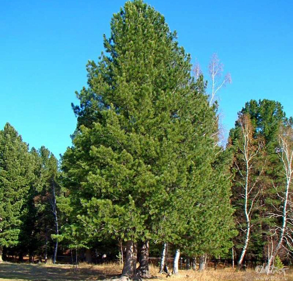 Кедр сибирский