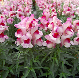 Антирринум компактный (Львиный зев) 'Монтего Сансет' (бело-розовый двухцветный)