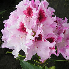 Рододендрон гибридный 'Королева Ядвига'\ Роял Баттерфляй (розово-белый)