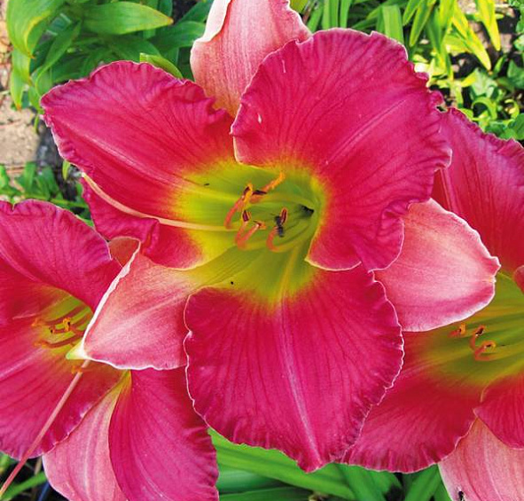 Лилейник гибридный 'Файнал Тач'