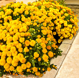 Хризантема корейская 'Мишель'